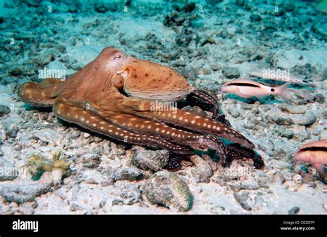 Common octopus prey hi-res stock photography and images - Alamy