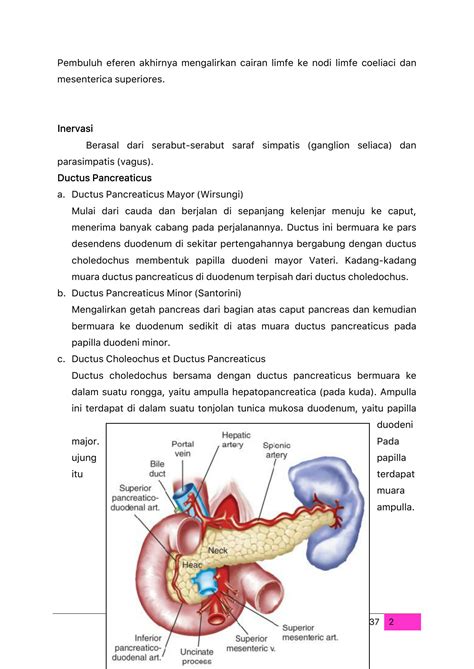 SOLUTION: Memahami dan menjelaskan anatomi pankreas - Studypool