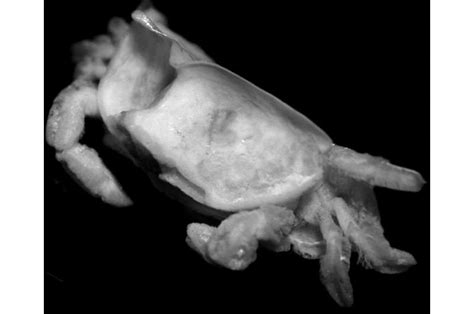 New species of pea-size crab parasitizing a date mussel has a name of a ...