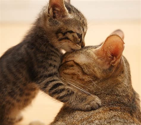 Love Every Where, cats, cute, kiss, kitten, lovers, nice, HD wallpaper ...