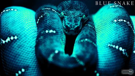 Snake Eye Wallpaper (70+ images)