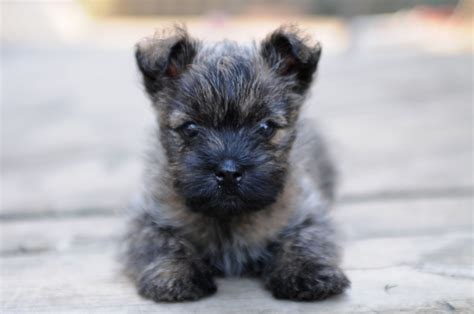 cairn terrier puppy Cairn Terrier Welpen, Cairn Terrier Puppies, Terrier Puppy, Terrier Mix ...