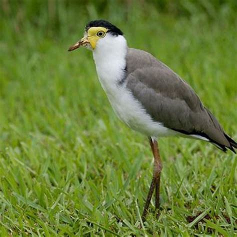 What does the plover bird look like? - DIY Seattle