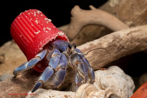 Incredible Photos of the Hermit Crabs Who Live In Trash - Atlas Obscura