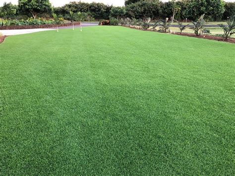 Seashore Paspalum - The Lawn Institute