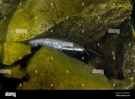 Wels catfish during night dive. Catfish is swimming on the bottom of the lake. European fish in ...