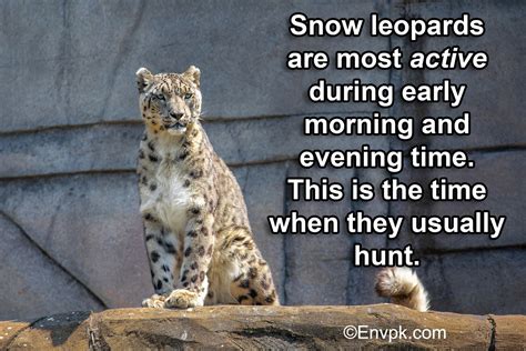 15 Interesting Cool Facts About Snow Leopards (In Pictures)