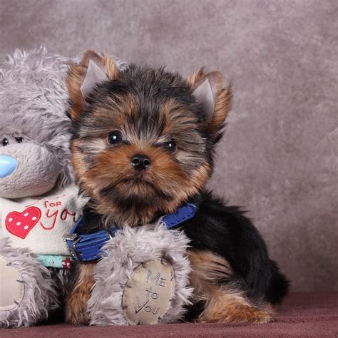 Derine Teacup Yorkie Breeders – Teacup Yorkie Puppies For Sale