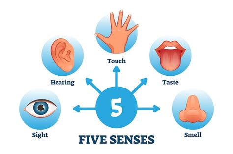 Premium Vector | Five senses labeled scheme to receive sensory information . educational ...