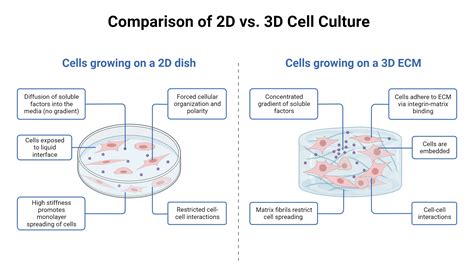 Unlocking the Potential of 3D Cell Culture: A Guide to Assay Optimization | AAT Bioquest