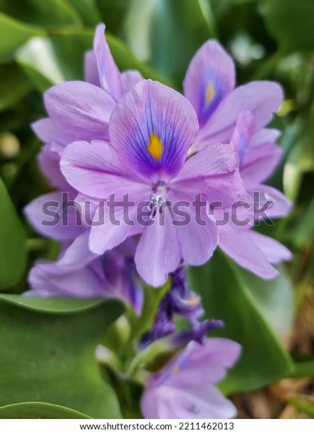 Pontederia Crassipes Commonly Known Common Water Stock Photo 2211462013 | Shutterstock