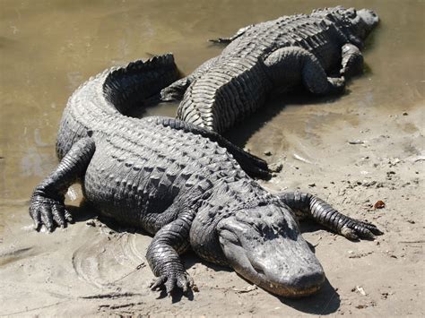 Alligator ~ Animals World