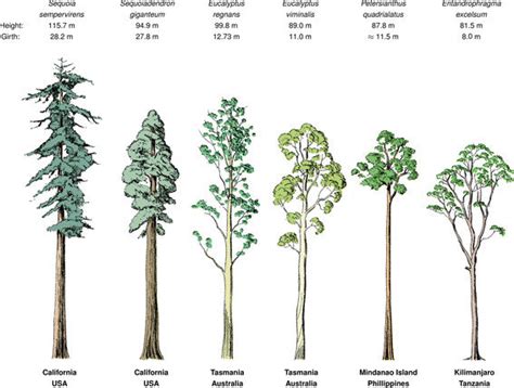 The height, girth, and locations of some of the world’s tallest tree ...