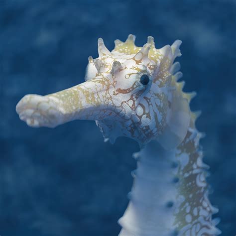 Hippocampus Histrix - Spiny Seahorse - Big5 Studio