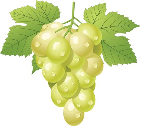 green grapes vector png - Clip Art Library