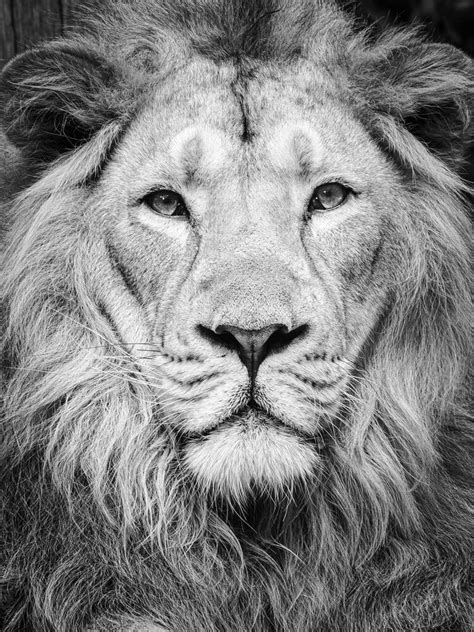 Black and White Lion Photography art prints For Sale - ArtPhotoLimited