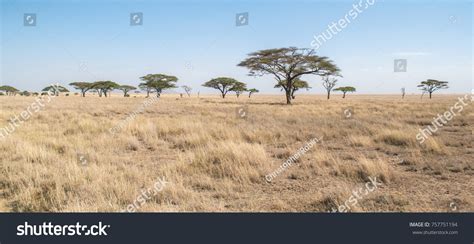 147,079 Savannah Landscape Images, Stock Photos & Vectors | Shutterstock