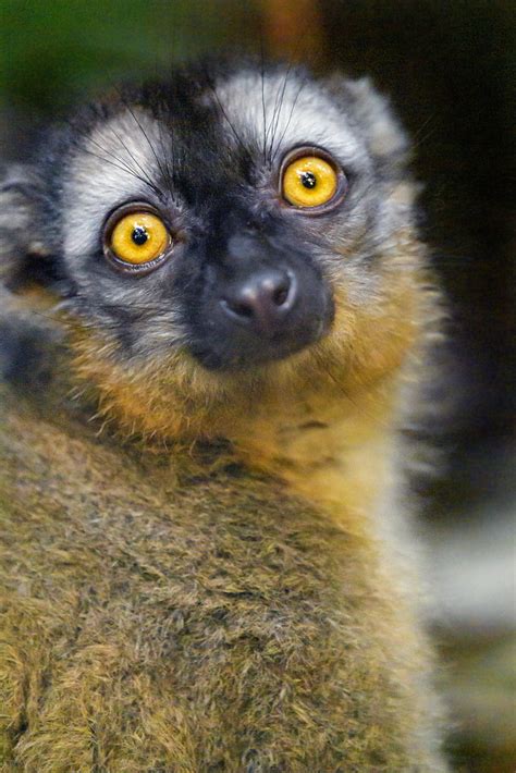 Lemur with yellow eyes | Portrait of one of one of the lemur… | Flickr