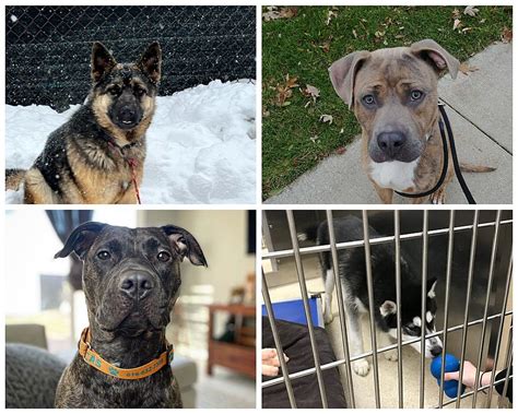 $25 Dog Adoptions at Kent County Emergency ‘Empty the Shelters’ Event Through April 16