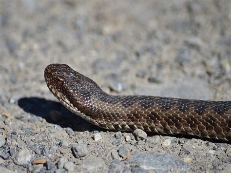 The 5 Most Venomous & Dangerous Snakes Found in Spain - Travel Snippet