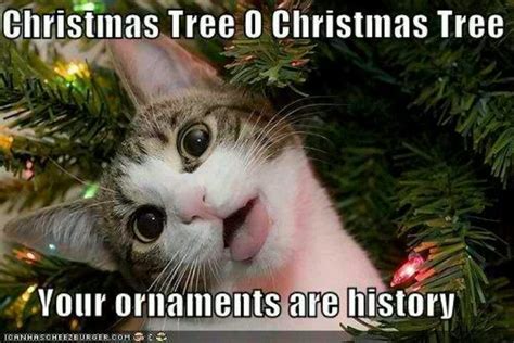 My house! | Christmas memes funny, Funny animals, Funny cats