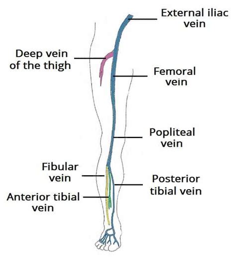 Peroneal Vein