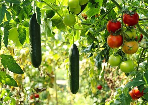 How To Harvest Cucumbers In 5 Steps – Stunning Results Guaranteed!