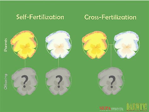 Flower Inheritance Activity Guide | Science Education Partnership Award