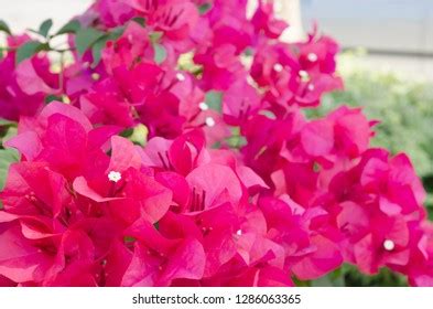 Hot Pink Flower Background Stock Photo 1286063365 | Shutterstock