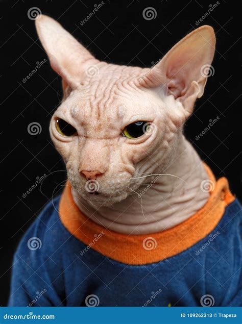 Cat of Breed Sphynx Isolated on Black Stock Image - Image of cute ...