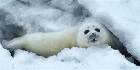 Endangered Caspian seal habitat awarded important marine mammal area status | University of Leeds