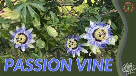 PURPLE PASSION VINE Information and Growing Tips! (Passiflora edulis) - YouTube