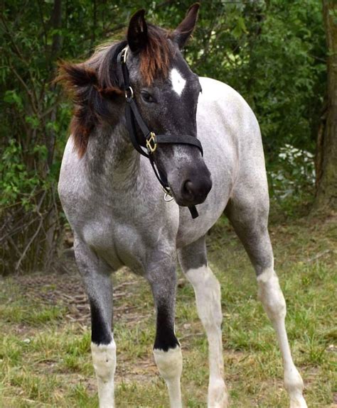 Lilac Roan Tobiano with some Roaning on his head | Unusual horse, Most ...