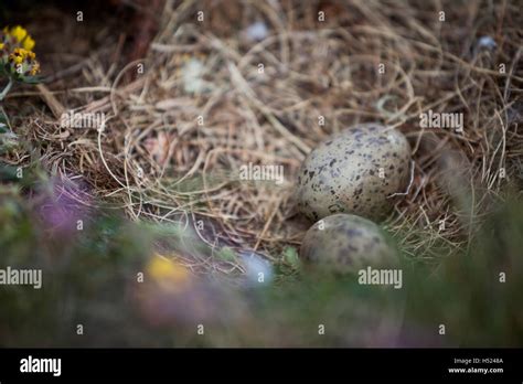 Herring Gull eggs in a birds nest by the sea. British wildlife along a ...