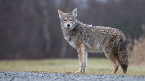 How To Protect Your Pup From A Coyote | Happy Puppy Tips