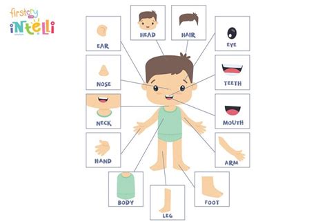 Teach Kids - Human Body Parts Names & Its Functions