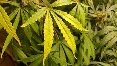 Yellowing Marijuana Leaves – 3 Causes and How to Treat Them – Cannabis Examiners