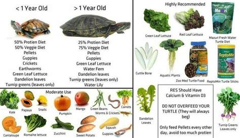 Red eared slider healthy diet!!! | Turtle diet, Turtle, Red eared ...