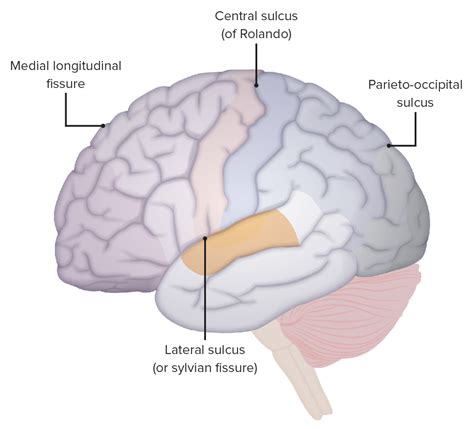 Corteza Cerebral: Anatomía | Concise Medical Knowledge