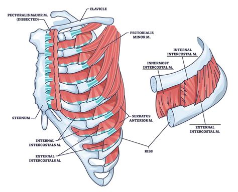 What are the Accessory Muscles of Breathing? (2025)