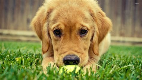 Golden retriever puppy [3] wallpaper - Animal wallpapers - #26778