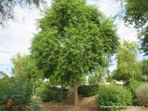 Dalbergia sissoo (Rosewood, Sissoo Tree) - Mountain States Wholesale ...