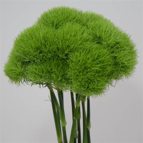 Green Ball Dianthus | Upstate Flower Market