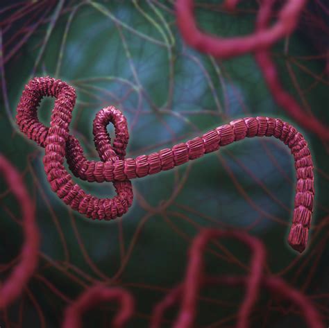 Ebola virus strain | Janssen