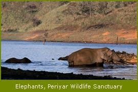 Periyar Wildlife Sanctuary