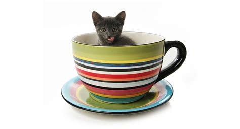 Teacup Cats And Miniature Cats - A Complete Guide