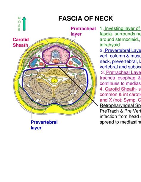 Deep Cervical Fascia - theatreregulations