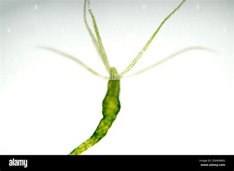 Hydra, light micrograph. Hydra are small freshwater animals of the ...