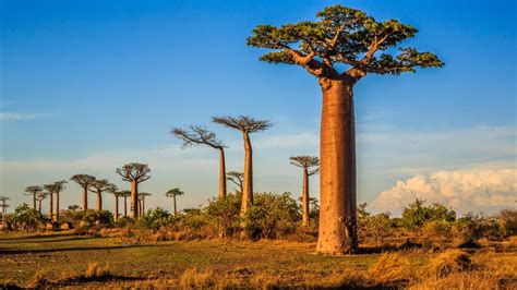 Baobab Oil - Adansonia Digitata Seed Oil - Cosmacon