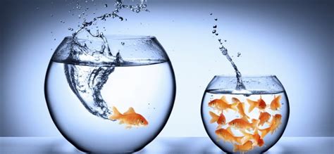 Why It’s Better to Be a Big Fish in a Small Pond | Inc.com